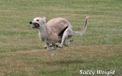 Whippet in full flight