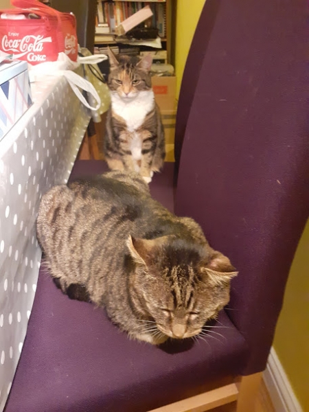 Two cats