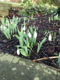 Snowdrops in Thornton 220121