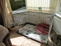 Kitten Cage Erected