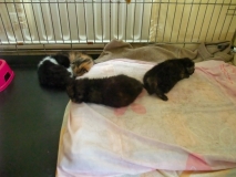 Recumbent Incumbents