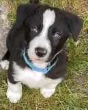 New puppy for the family of Ms Tiz's nephew