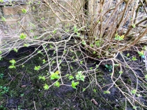Front garden 300321