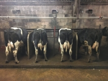 Byre milking