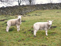 Spring Lambs