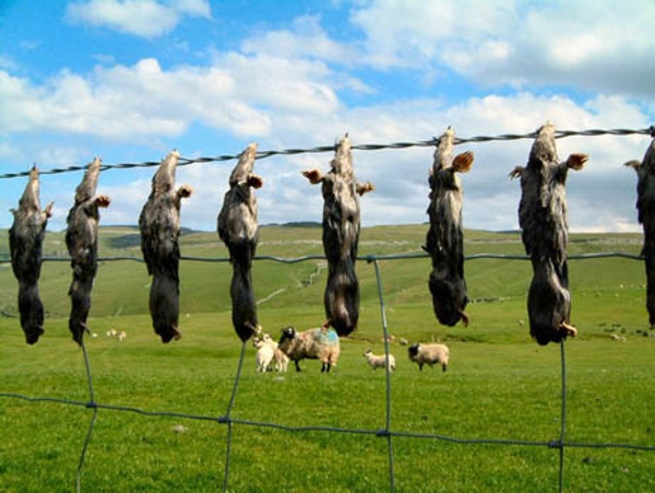 Mole-Catchers-Gibbet