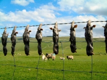 Mole-Catchers-Gibbet