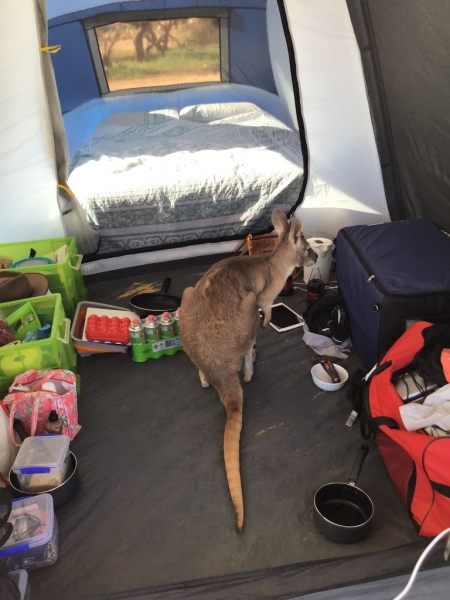 Maggie the kangaroo 090521
