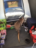 Maggie the kangaroo 090521