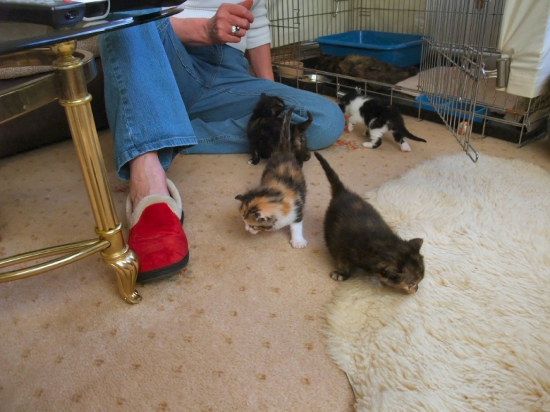 Kittens exploring