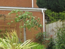 Windswept rowan tree in Taunton gales, 21/05/21
