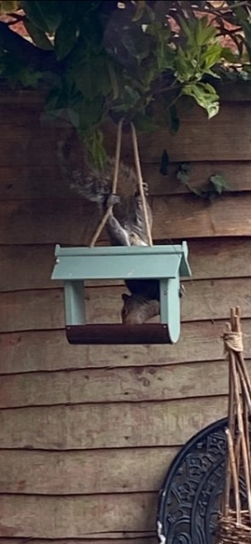 Pole dancing squirrel