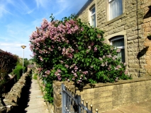 Lilac bush 050621