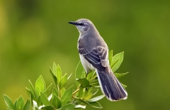 Mocking Bird