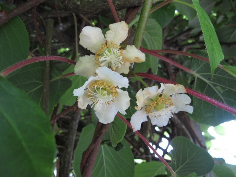 Kiwi vine flowers growing in Cornwall, 2021