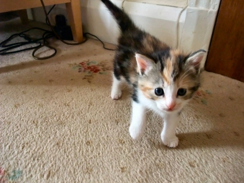 Cassie 1
