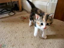 Cassie 1