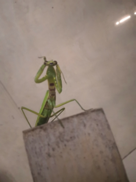 PrayingMantis