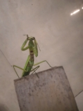 PrayingMantis