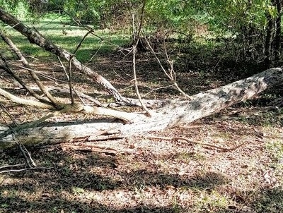 tree 5
