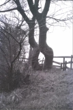 Figure of eight tree Ghill Brow