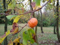 persimmon 3