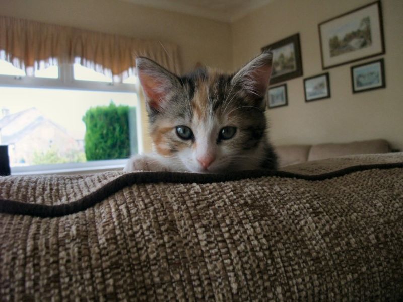 Cassie 2