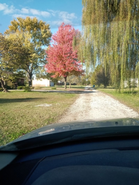 tree 2