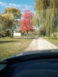 tree 2