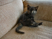Lola 2