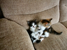 Poppy and Cassie 2