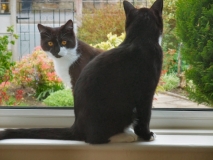Izzy and Bruno