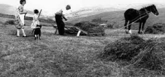 Horse drawn sledge 1969