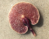 Mystery object 031