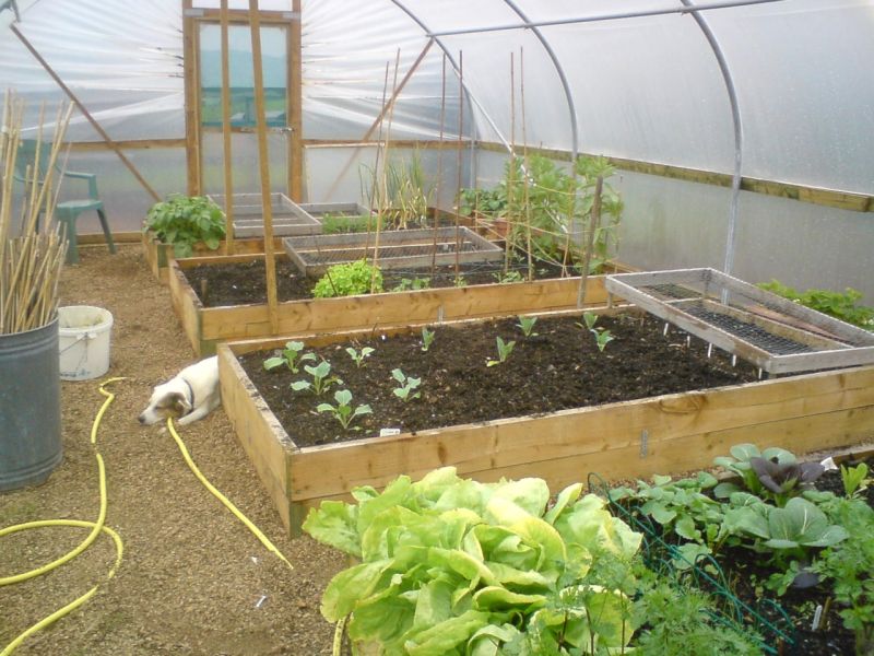 polytunnel progress