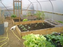 polytunnel progress
