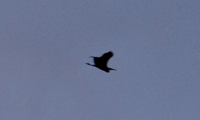 Heron at Thornton