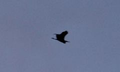Heron at Thornton