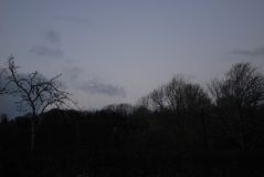 Thornton murmuration Feb 2022