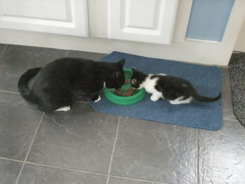 Izzy and Poppy sharing food