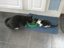 Izzy and Poppy sharing food