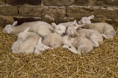 Lambs