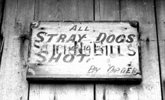 AllstraydogsnoticeHorton761101