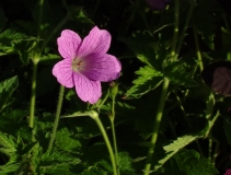 Geranium in the evening sunlight