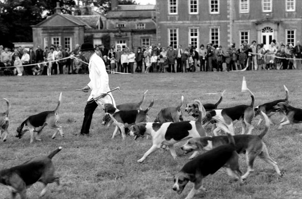 HoundsGisburnPark825901