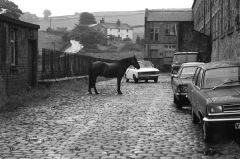 Horseyardbancroft789403