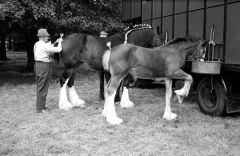 HeavyHorseshow764607