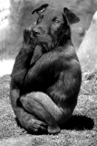 Gorilla dog Big Kev