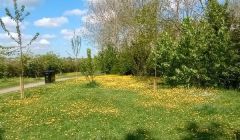 Buttercups - late April 2022