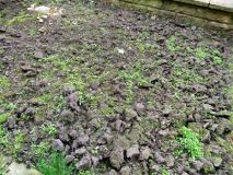 Front Garden 220522